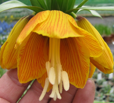 Fritillaria imperialis 'Striped Beauty' 